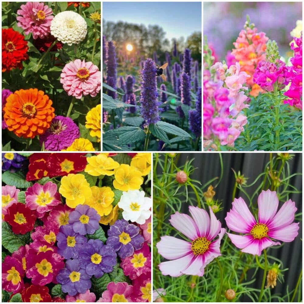 Bee Kind Australia - Happy Birthday Bees - Wildflower Seeds