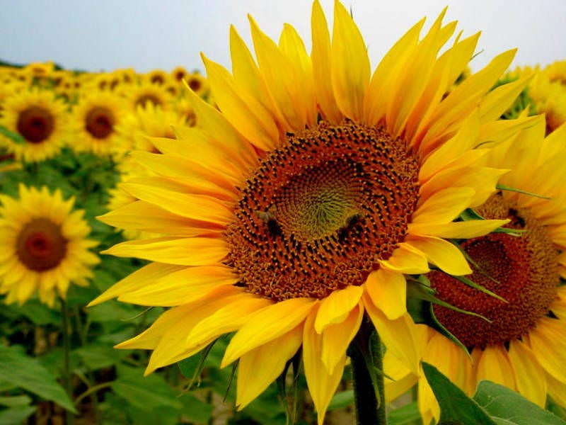 Bee Kind Australia - Happy Birthday Sunflowers  - Sunflower Seeds